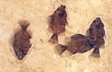 Cockerellites liops, a Common Fossil FishFossils from the Green River Formation are known for their excellent preservation, abundance, and diversity. Cockerellites liops is one of the common fishes found here.