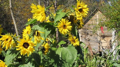 Seneca Sunflowers Canoe WarehouseColorful blossoms in the Three Sister's Garden