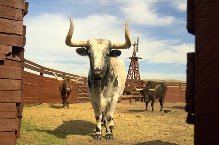 LonghornsLonghorns, shorthorns, and Hereford cattle were all historically raised on the ranch.