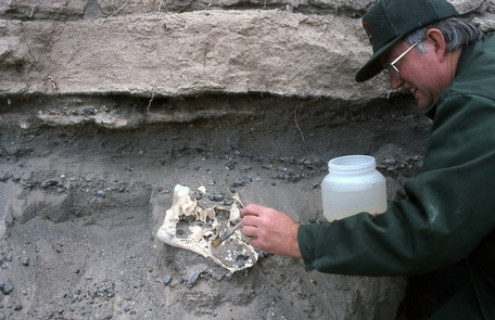 Paleontologist Excavating Fossil SkullPaleontologist prepares a fossil skull for excavation.