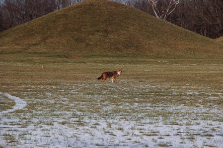 Coyote at Mound City GroupA coyote stares down the photographer while roaming among the mounds