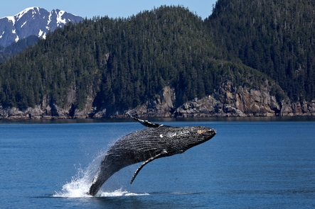 Humpback Whale BreachA humpback whale breaches in Kenai Fjords National Park