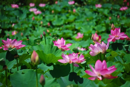 Lotus pond bloomLotus flowers bloom in many ponds during the hot humid summer months.