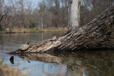 Hanging aroundAs the temperatures warm up during spring and summer months many reptiles including turtles can be seen basking in the sun on logs, tree stumps or the banks of the ponds.