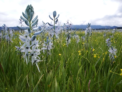 Weippe CamasCamas has been a food staple of the Nez Perce for thousands of years.