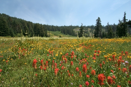 Mountain Meadows at Bigelow Lakes