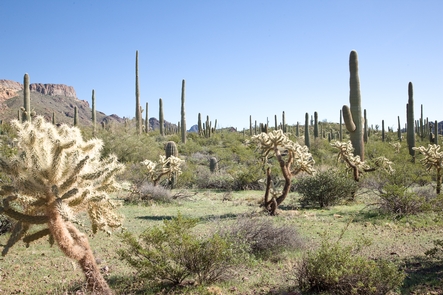 Organ Pipe Cactus National Monument, Arizona - Recreation.gov