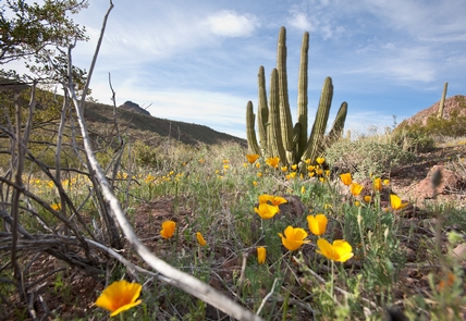 Desert poppies in bloom with a mature Organ Pipe Cactus in the background. The desert awakens in the Spring with vibrant wildflowers