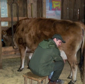 Milking MinnieJoin us in the Dairy Barn every morning at 10am to learn how to milk Minnie the Dairy Cow