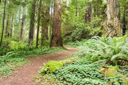 A trail through the Redwoods