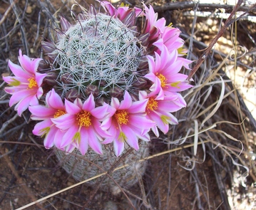 Flowering Fishhook Pincushion CactusWildflower season at Saguaro National Park is at it's peak in the month of MArch. The Pincushion cactus, however, blooms April through August.