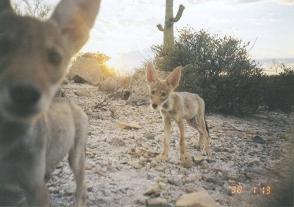 Coyote PupsSaguaro National Park has a vast variety of wildlife, and with the help of wilderness cameras, can be photographed to help with studies and for visitors to learn about animals only seen by chance.