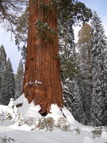 Giant Sequoia in WinterFor those who don't mind icy roads, winter offers stunning views of sequoias in snow.