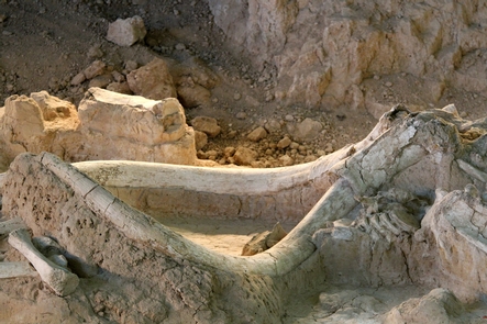 Mammoth TusksMammoth fossils are in situ (still in their original position within the bone bed).