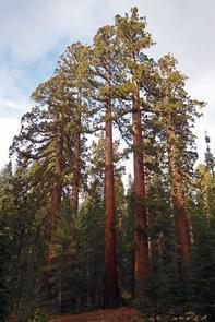 Riesenmammutbäume im Mariposa Hain der RiesenmammutbäumeDie gewaltigen Riesenmammutbäume (Sequoiadendron giganteum) des Yosemite Nationalparks leben in drei Hainen im Park. Der berühmteste von ihnen ist der Mariposa Grove, der etwa 500 ausgewachsene Riesenmammutbäume enthält.'s massive giant sequoias (Sequoiadendron giganteum) live in three groves in the park. The most famous of these is the Mariposa Grove, which contains about 500 mature giant sequoias.