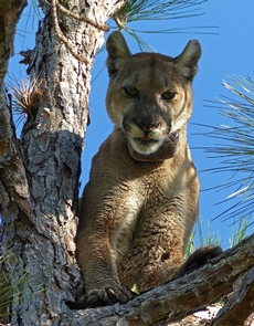 Big Cypress National Preserve - Florida Panther - Credits: John Kellam