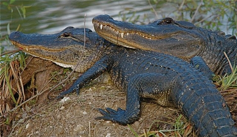 Alligators of Big CypressTwo Alligators rest on a river bank