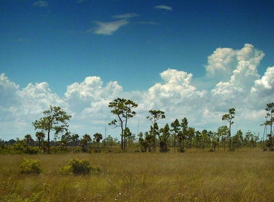 Preview photo of Big Cypress National Preserve