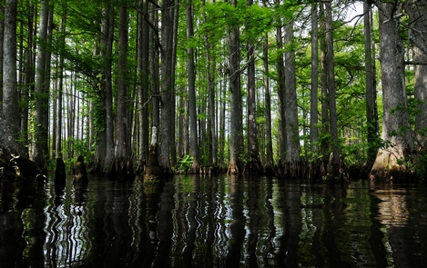 Cypress Trees Chickahominy RiverSome scenes - like this one of cypress trees in the Chickahominy River - look similar to what Captain John Smith would have seen 400 years ago.