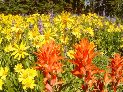 WildflowersCedar Breaks is famous for wildflowers blooming throughout the summer!