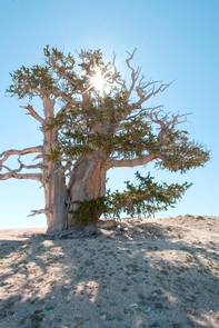 Bristle-cone Pine TreeAncient Bristle-cone pines grow along the rim at Cedar Breaks National Monument.