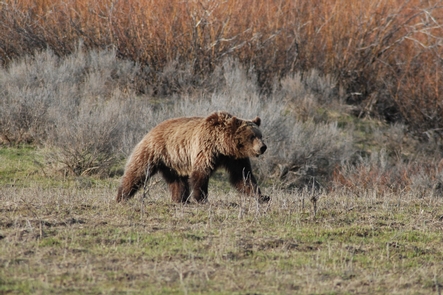 Grizzly BearGrizzly bears are found throughout Grand Teton National Park