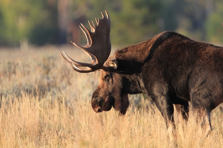 MooseIn the fall, bull moose antlers have lost their velvet readying for the rut.