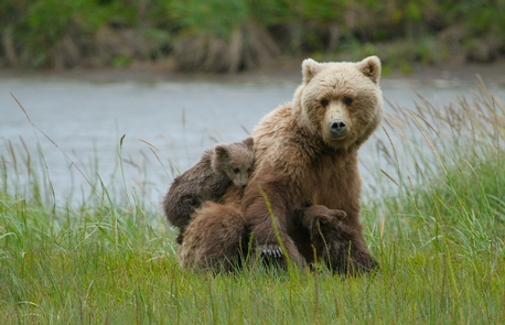 Brown Bear Sow and Cubs