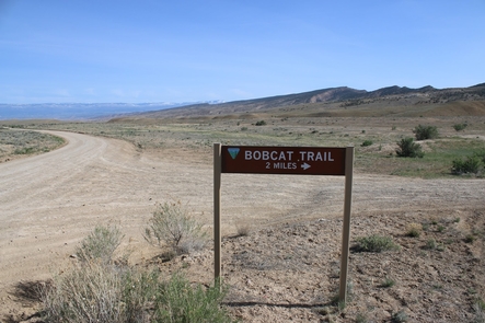 Bobcat Trail