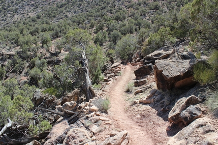 Ute Trail 