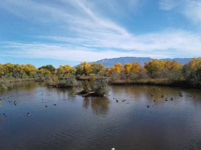 Rio Grande Nature Center State Park New Mexico Recreation Gov