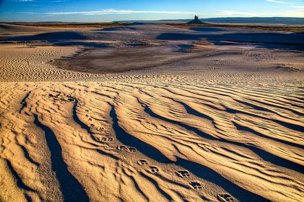 WY Sand Dunes WSA Boars TuskAnimal track imprints sit among waves of sand with the Boars Tusk rock formation in the background.