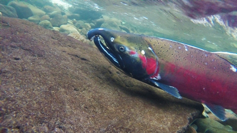 Salmon Wild and Scenic RiverCoho Spawning on the Salmon River