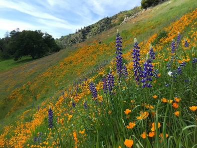Merced River RMACalifornia poppy and lupine as far as the eye can see...